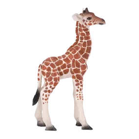 Giraffe Calf